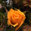 susan_tracy